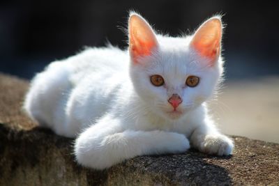 Close-up portrait of white cat