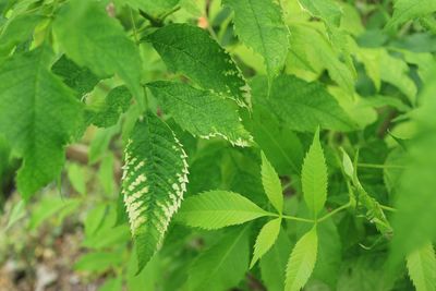 leaf