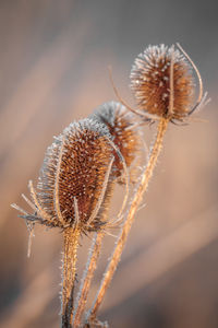 Close-up of wilted plant