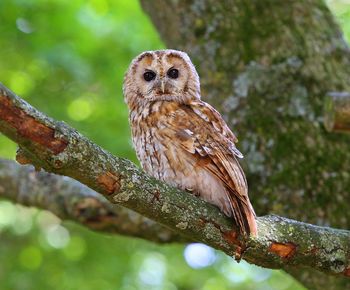 Close-up of owl perching on branch