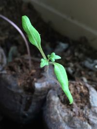 Close-up of plant