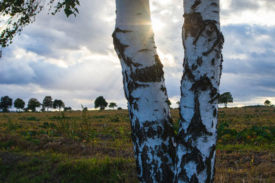 Close-up of tree trunk on field against sky