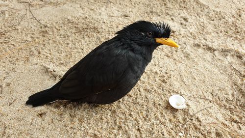 High angle view of bird on ground