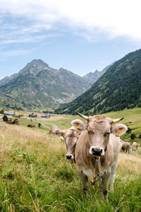 Cows on field against mountains