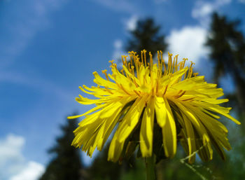 Close-up of yellow flower