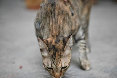 Close-up of a cat