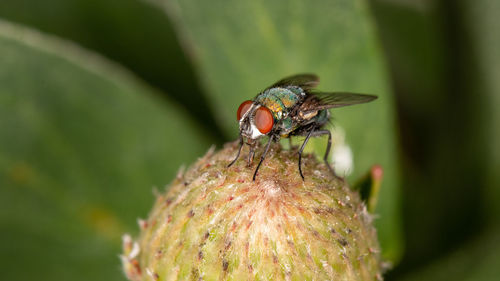 Close-up of insect on flower