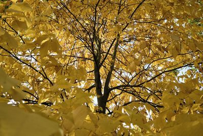 Low angle view of autumnal tree