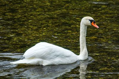 White swan floating on lake