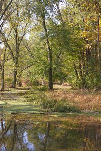 Scenic view of lake in forest