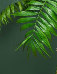 Tropical palm leaveson gray background - soft focus