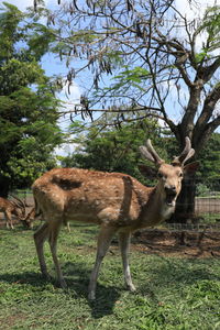 Deer standing in a field