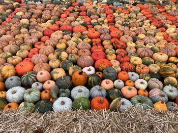 Pumpkins on field