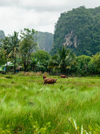 Horse grazing on field