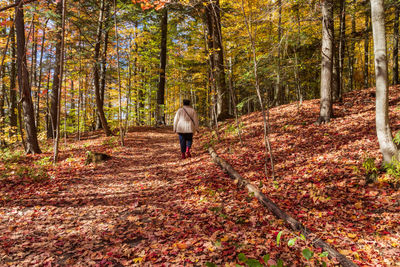 Rear view of man walking on autumn leaves in forest