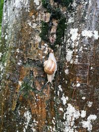 Close-up of lizard on tree trunk