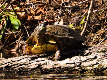 Close-up of a turtle in water