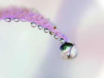 Close-up of water drop on flower