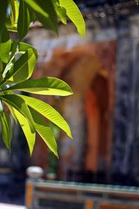 Close up of leaf