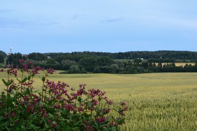 Scenic view of flowering plants on field against sky