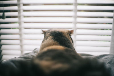 Close-up of cat resting on floor