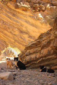 View of sheep on rock