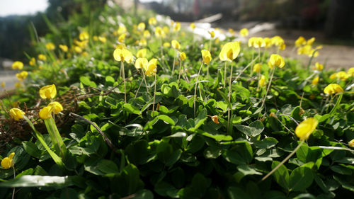 Close-up of yellow flowering plants