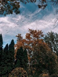 Low angle view of trees against sky during autumn