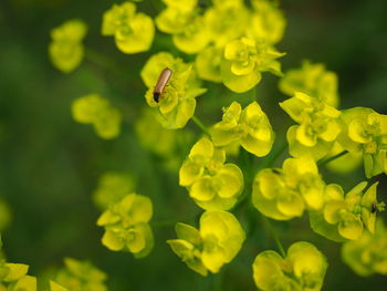 Close-up of insect on yellow flower