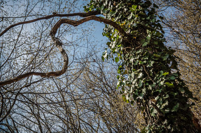 Low angle view of bare tree against sky