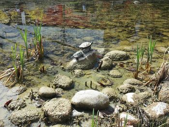 Plants growing on rocks