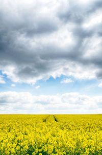 Scenic view of oilseed rape field against sky