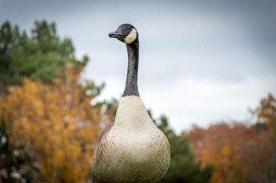 Close-up of bird against sky