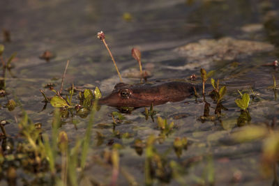 View of fish in lake