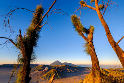 Trees on landscape against clear blue sky