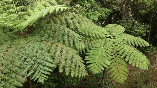 High angle view of fern and trees in forest