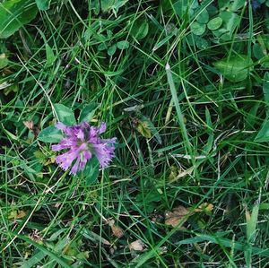 High angle view of purple flowers blooming on field