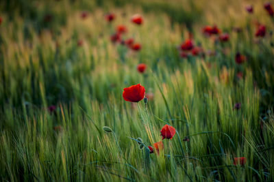 Red poppy flowers blooming on field