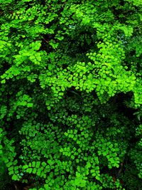 Full frame shot of green leaves