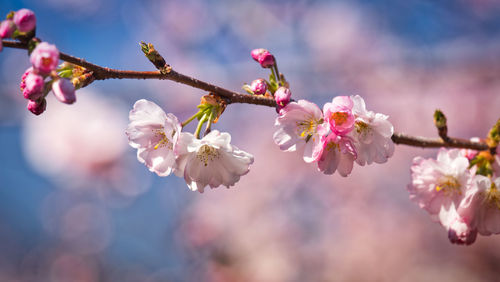 Close-up of cherry blossoms in spring