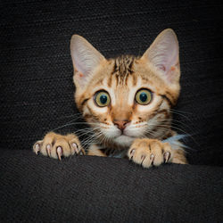 Portrait of bengal kitten on couch