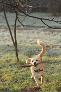 Dog running in a field