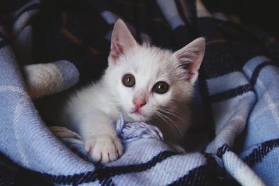 Close-up portrait of kitten sitting