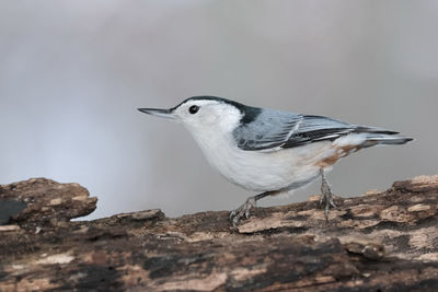 Close-up of bird perching on rock