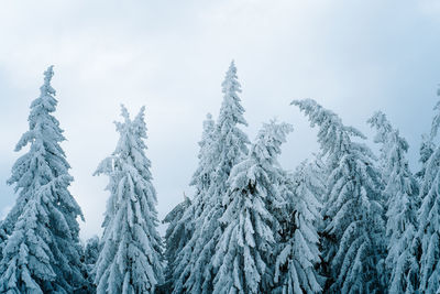 Panoramic view of snow covered pine trees in forest against sky in a winter day