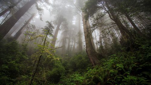 Low angle view of sunlight streaming through trees in forest