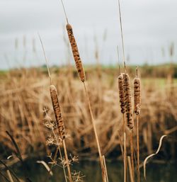 Close-up of stalks in field against sky