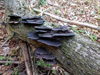 Close-up of tree trunk