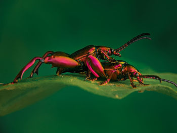 Rainbow bugs on the leaf