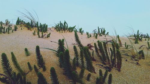 Palm trees against sky